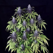 Peyote Wi-Fi CBD 2-1 Feminized Seeds Seedsman Coupon Code