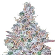 Purple Haze Autoflower Seeds MSNL Coupon Code