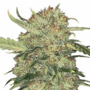 Skywalker OG Feminized Seeds MSNL COupon Code