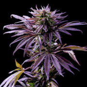 Tropicana Cookies Autoflower Seeds GCS Promo Code