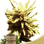 Auto CBD Green Maverick (1-20) MJ Seeds Canada Coupon Code