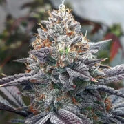 Auto Light Widow Seeds Marijuana Seed Connect Promo Code