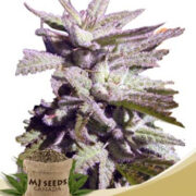 BC Hash Plant Regular Seeds MJ Seeds Canada Promo Code