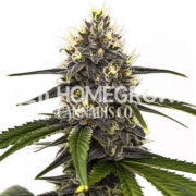 Bazooka Punch Feminized Cannabis Seeds Homegrown Cannabis Co Discount Code