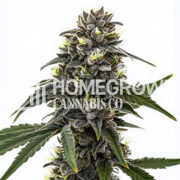 Black Frost Feminized Cannabis Seeds Homegrown Cannabis Co Promo Code