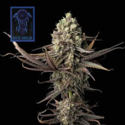 Blue Dream Feminised Seeds Seedsman Coupon Code