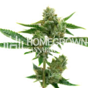 Blueberry Swirl Feminized Cannabis Seeds Homegrown Cannabis Co Promo Code