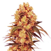 CBD Hemp Star Feminized (1-20) MJ Seeds Canada Promo Code