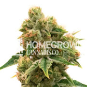 Chocolate Orange Feminized Cannabis Seeds Homegrown Cannabis Co Promo Code