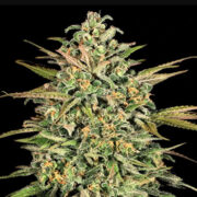 Cookie Kush XXL Automatic Seeds Weed Seeds Shop Promo Code