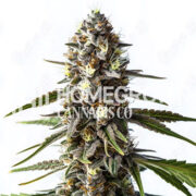 Fatso Autoflower Cannabis Seeds Homegrown Cannabis Co Coupon Code