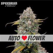 Frosted Cherry O's F3 Autoflower Seeds ILGM Discount Code