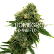 Frosted Gelato 41 Feminized Cannabis Seeds Homegrown Cannabis Co Promo Code