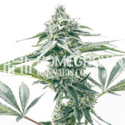 Godfather OG Feminized Cannabis Seeds Homegrown Cannabis Co Discount Code