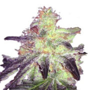 Gorilla Crush Regular Cannabis MJ Seeds Canada Coupon Code