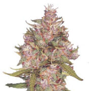 Grape Crush Gelato Regular Seeds MJ Seeds Canada Coupon Code