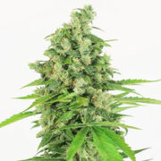 Grapefruit Punch Automatic Seeds Weed Seed Shop Promo Code