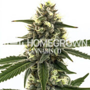 Gravenstein OG Autoflower Cannabis Seeds Homegrown Cannabis Co Promo Code