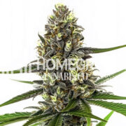 Gummibears Autoflower Cannabis Seeds Homegrown Cannabis Co Promo Code