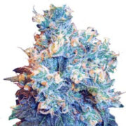 Jack Herer Regular Seeds MJ Seeds Canada Promo Code