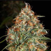 K-Train Feminized Seeds Weed Seed Shop Discount Code