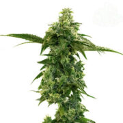 Master Kush Fem Cannabis Seeds Seed City Promo Code