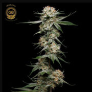 Mystery Haze Feminized Seeds ILGM Promo Code