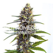 Oreoz Cake Feminized Cannabis Seeds Homegrown Cannabis Co Promo Code