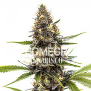 Peach Creshendo Feminized Seeds Homegrown Cannabis Co Promo Code