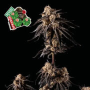 Peyote Gorilla Feminised Seeds Seedsman Discount Code