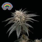 Peyote Zkittlez Feminised Seeds Seedsman Discount Code