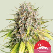 Punch Pie Feminized Seeds Royal Queen Seeds Discount Code