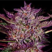 Purple Bud Automatic Seeds Weed Seed Shop Coupon Code