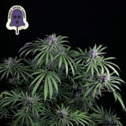 Purple Ghost Candy Feminised Seeds Seedsman Discount Code