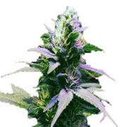 Purple Kush Regular Seeds MJ Seeds Canada Discount Code