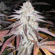 Purple Nerple Feminized seeds Marijuana Seed Connect Coupon Code