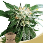 Shiatsu Kush Regular Seeds MJ Seeds Canada Coupon Code