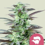 Skunk XL Feminized Seeds Royal Queen Seeds Discount Code