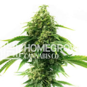 Sour Diesel Feminized Cannabis Seeds Homegrown Cannabis Co Promo Code