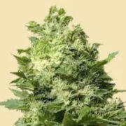 Sundae driver #19 Feminized seeds Marijuana Seed Connect Promo Code