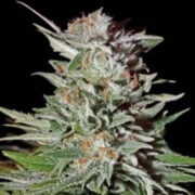 Super Lemon Haze AUTO Feminised Seeds The Vault Seeds Discount Code