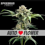 Terp Sneeze Autoflower Seeds ILGM Discount Code