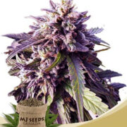 Texeda Time Warp Regular Seeds MJ Seeds Canada Coupon Code