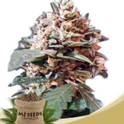 Tooth Decay Auto-flowering Seeds Mj Seeds Canada Discount Code