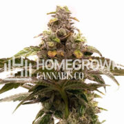 Tropic Thunder Regular Cannabis Seeds Homegrown Cannabis Co Promo Code