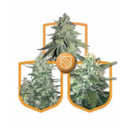 White Strains Variety Pack MSNL Promo Code