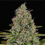 Afghan Regular Seeds Weed Shop Promo Code