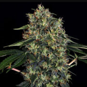 Indoor Mix Regular Seeds Weed Seed Shop Promo Code