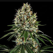 K2 Regular Seeds Weed Seed Shop Promo Code