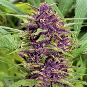 New Purple Power Regular Seeds Weed Seed Shop Promo Code